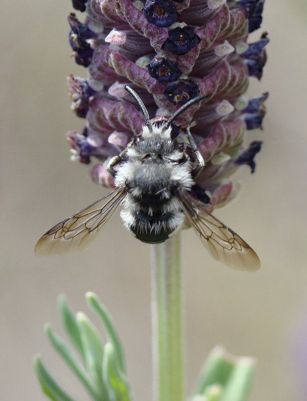Abelha no Rosmaninho // Bee (Melecta sp.) on French Lavender (Lavandula pedunculata)