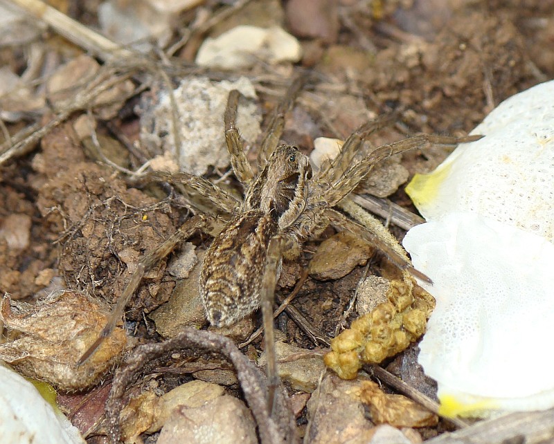 Aranha // Spider (Alopecosa accentuata)