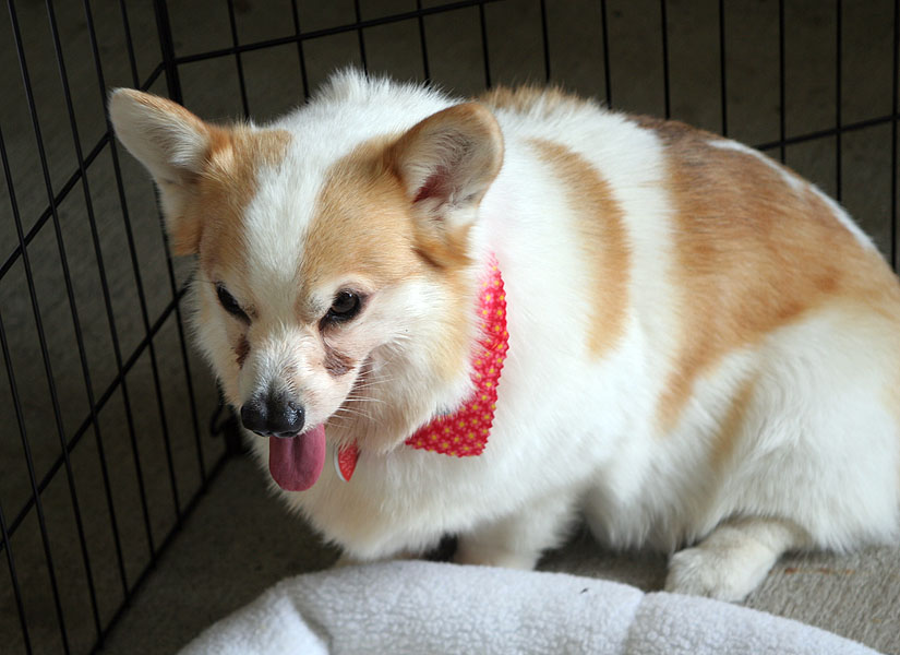 Doodlebug Corgi