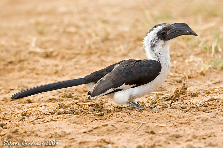 Bucero di Von der Decken  - femmina (Von Der Deckens Hornbill)