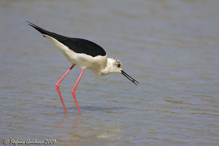 Cavaliere dItalia 2 (Himantopus himantopus)