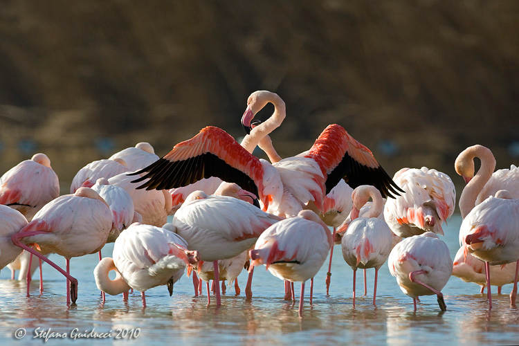Fenicottero rosa (Phoenicopterus roseus)