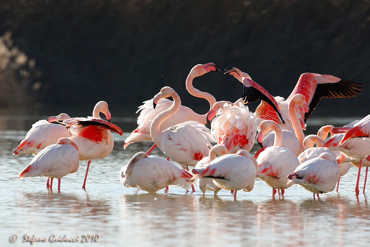 Fenicottero rosa (Phoenicopterus roseus)