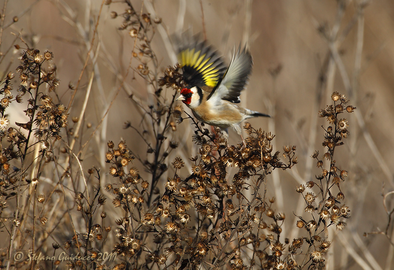 Cardellino (Carduelis carduelis)