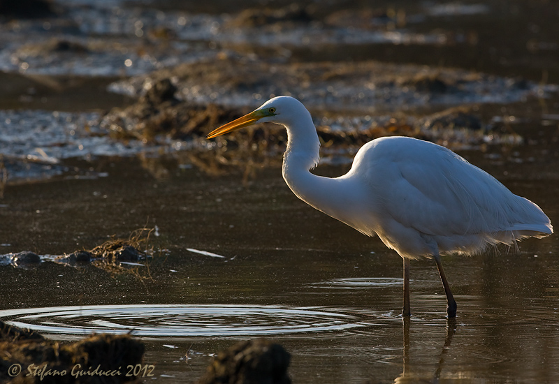 Airone bianco maggiore (Ardea alba)