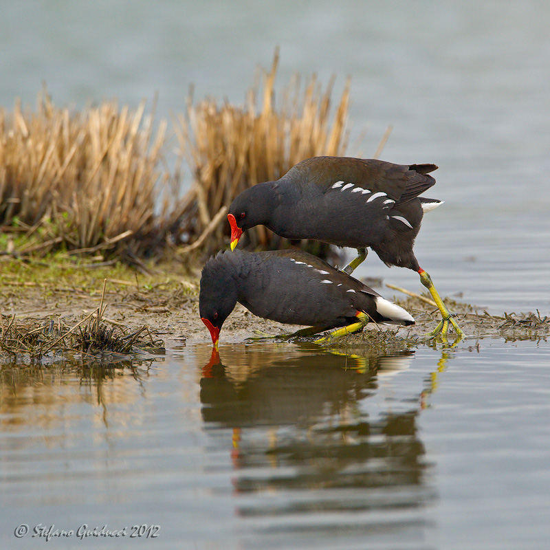 Gallinella dacqua (Gallinula chloropus)  Accoppiamento 2