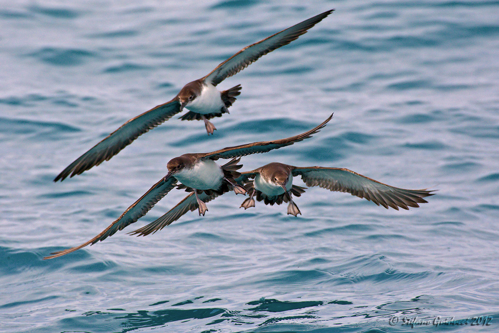 Berta minore (Puffinus yelkouan)