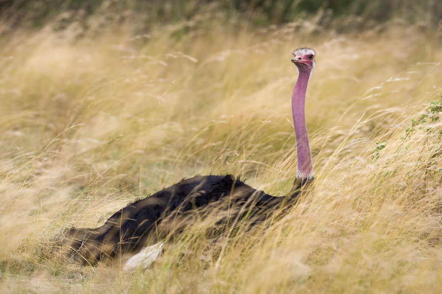 Male Ostrich