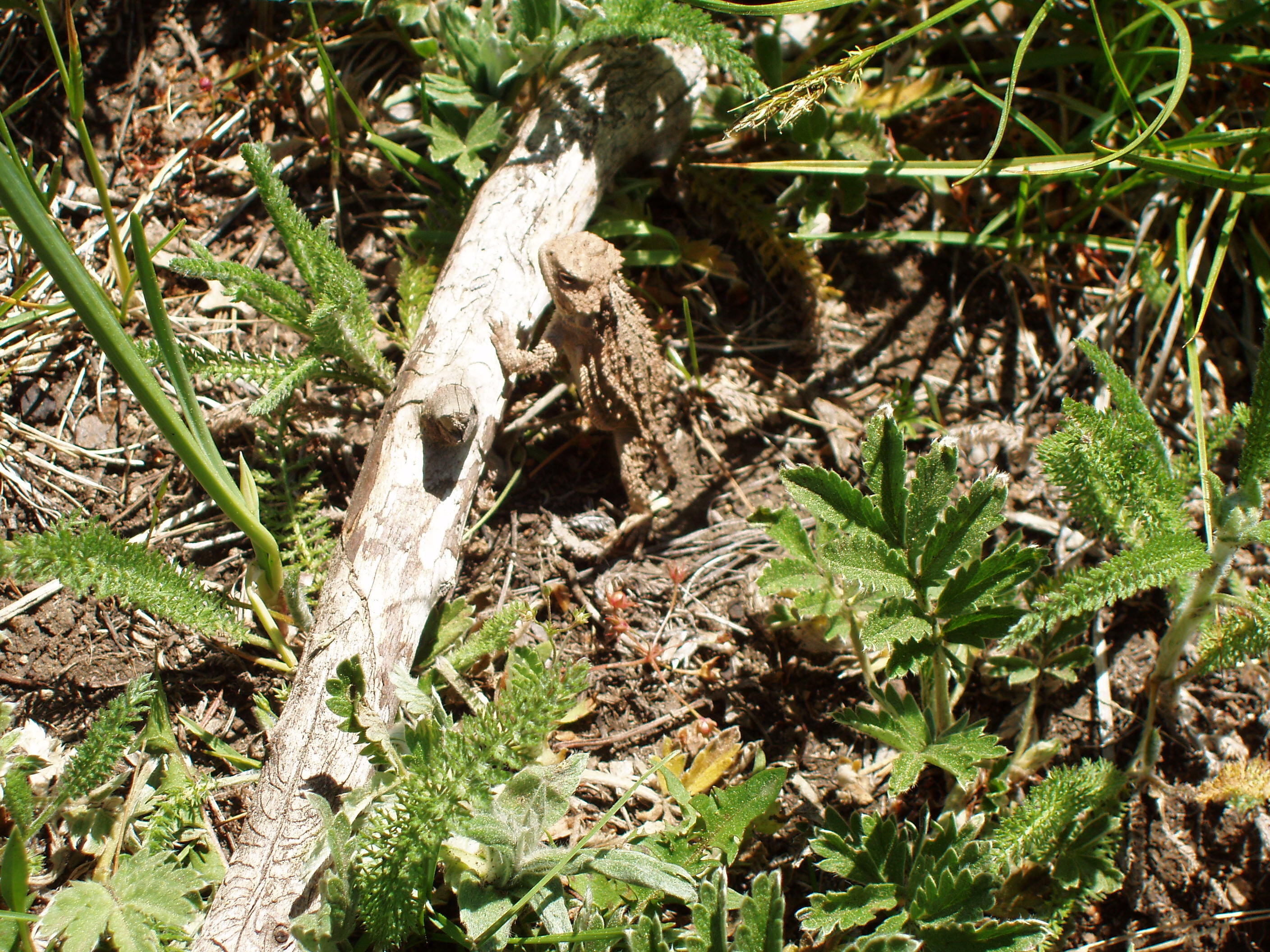 horned frog 12.JPG