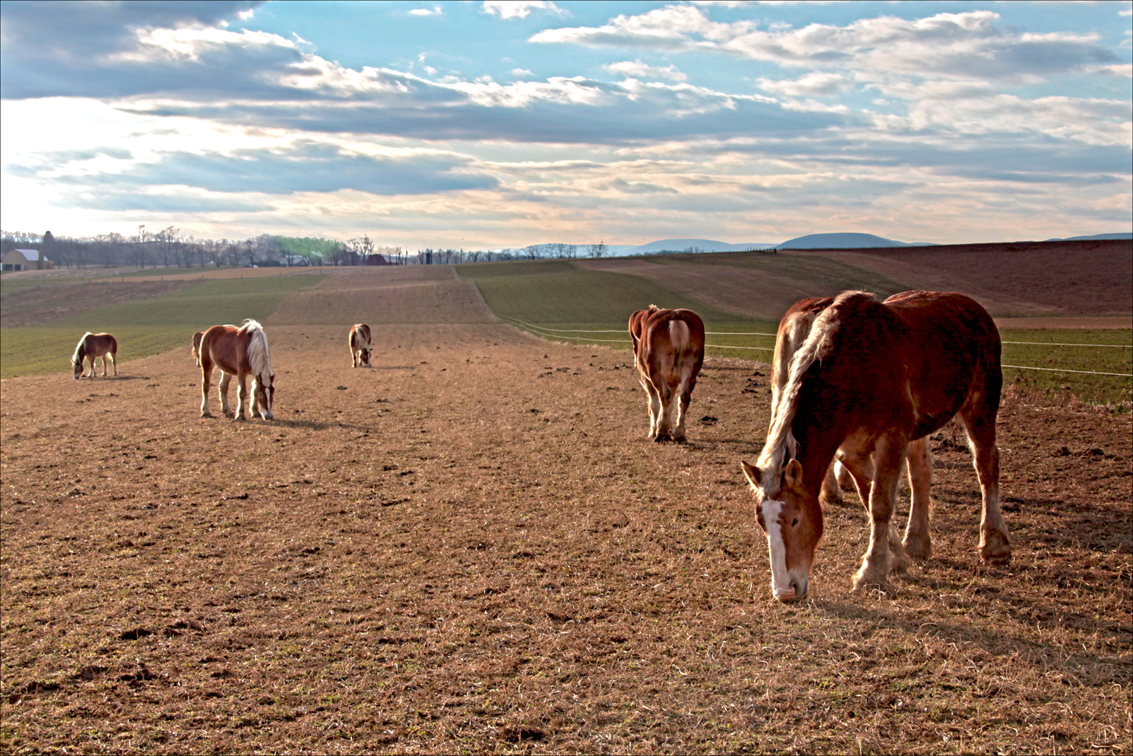 Wandering among the herd.