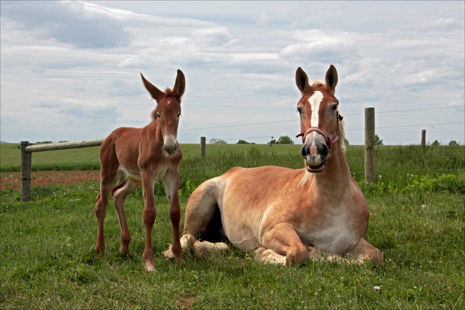 Mother and foal.