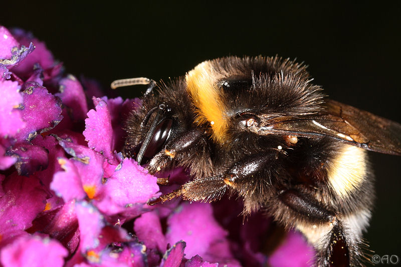 hommel