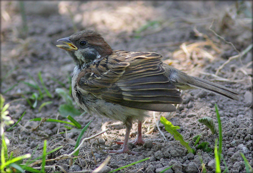 A hot summers day for a young treesparrow