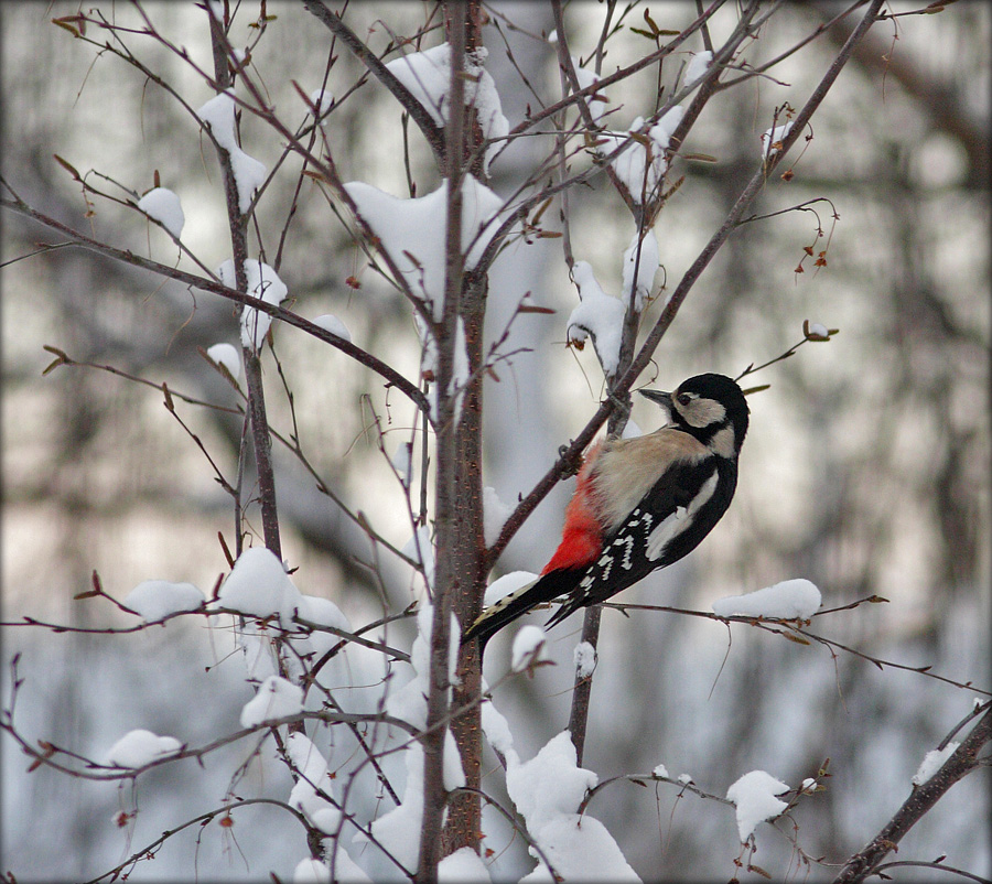 Stor flagsptte / Hun - Dendrocopos Major / Female