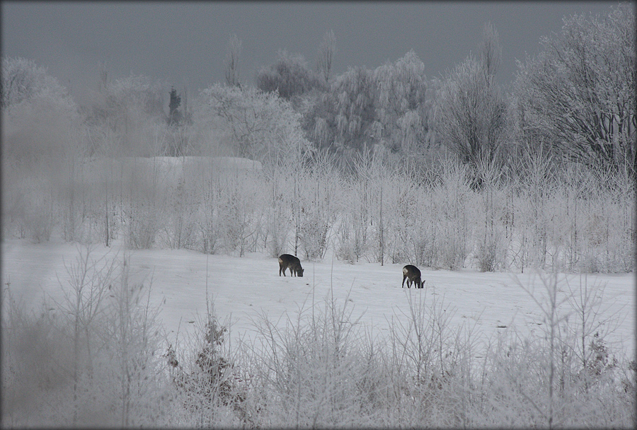 Danish Winter seen through my kitchen window