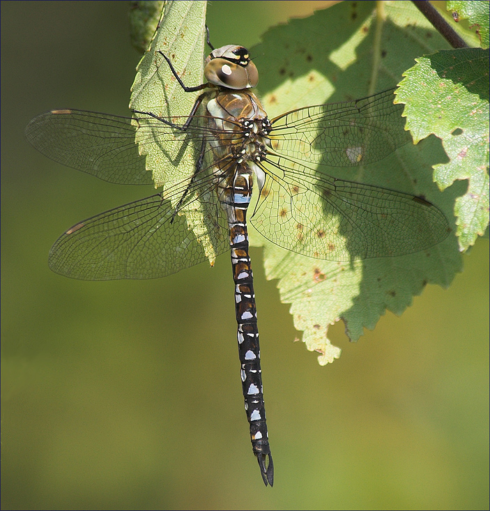 Aeshna Mixta