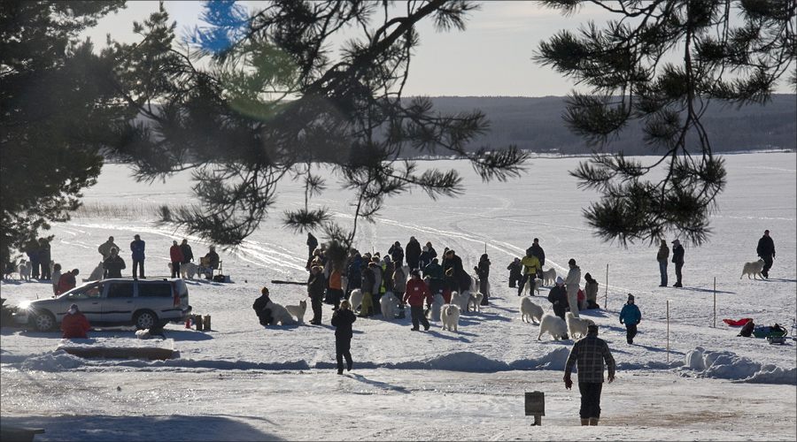 The showring - The frosen Lake