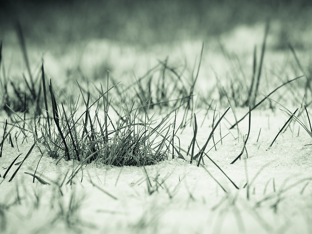 Snow grass