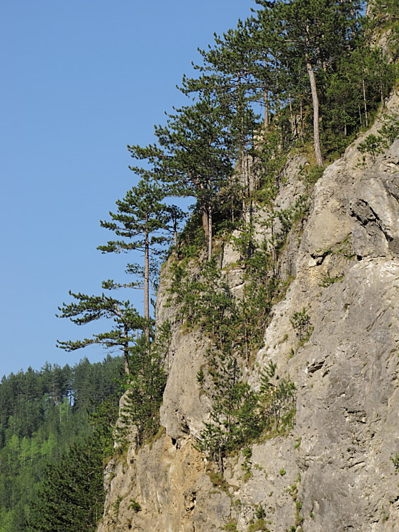Trigrad Gorge 6581