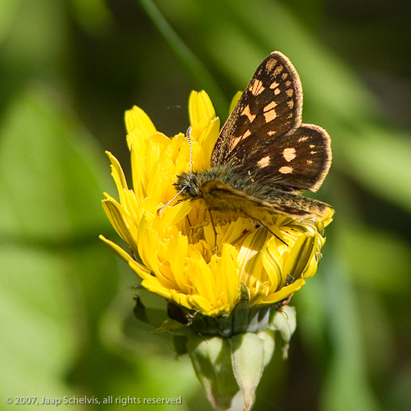 6919 Bont Dikkopje - Chequered Skipper - Carterocephalus palaemon