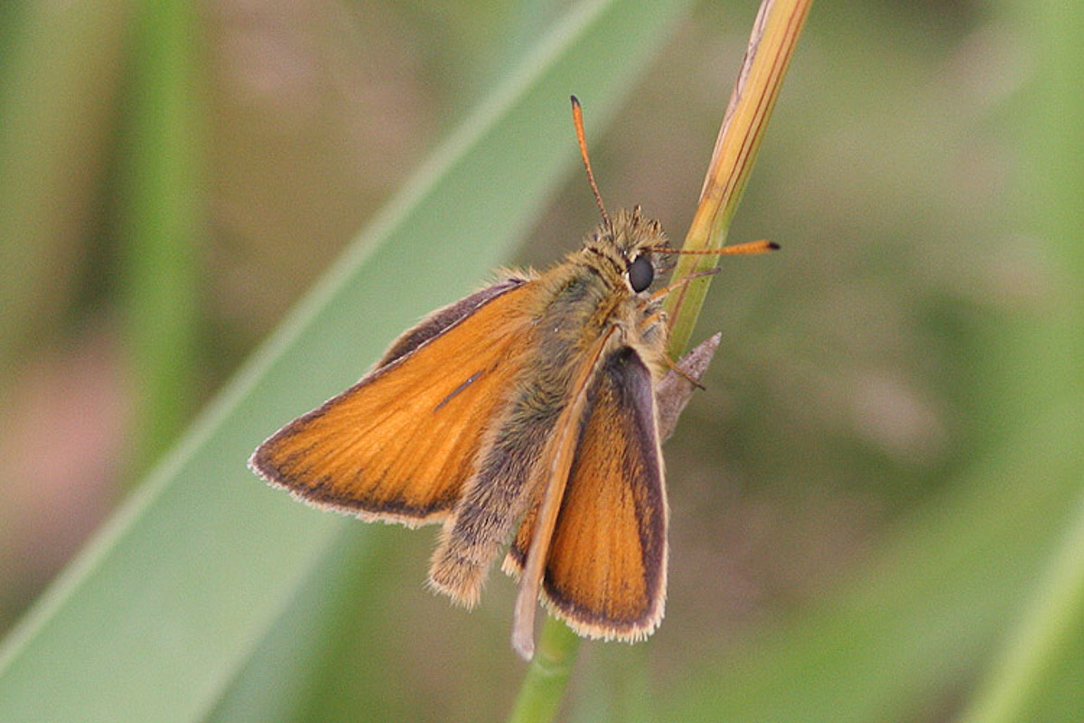 6923 Zwartsprietdikkopje - Essex skipper - Thymelicus lineola