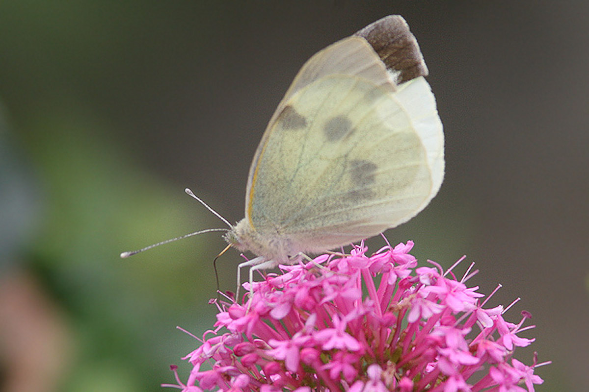 6995 Groot Koolwitje - Large White - Pieris brassicae