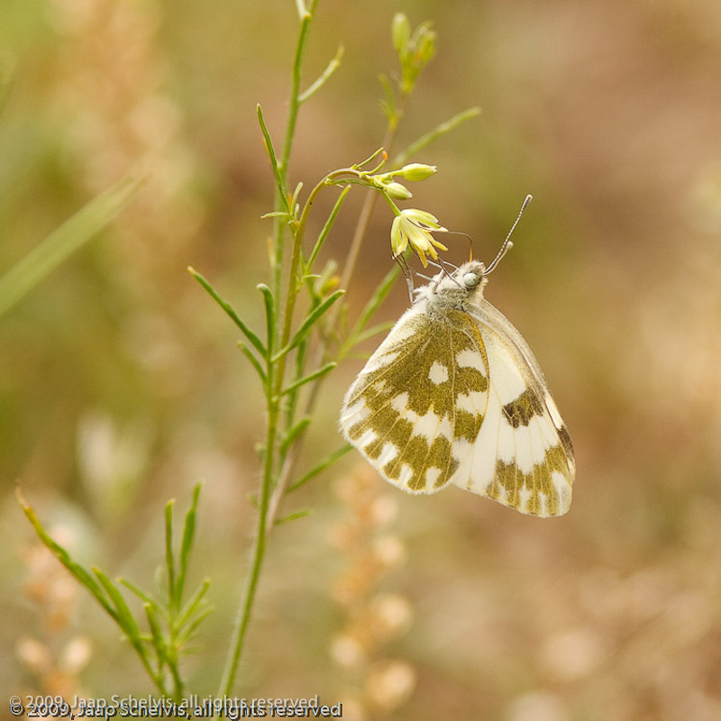 7005a Oostelijk Resedawitje - Eastern Bath White -Pontia edusa