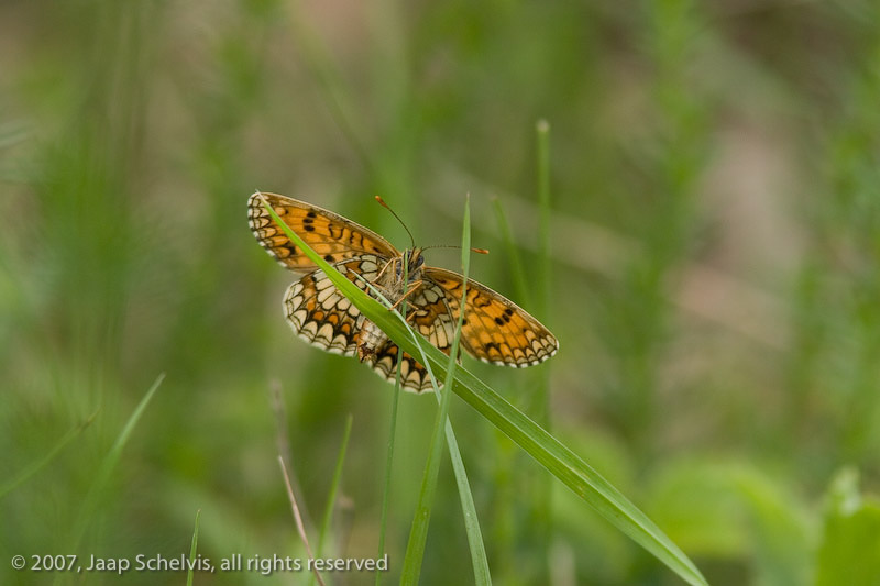 7283 Bosparelmoervlinder - Heath Fritillary - Melitaea athalia