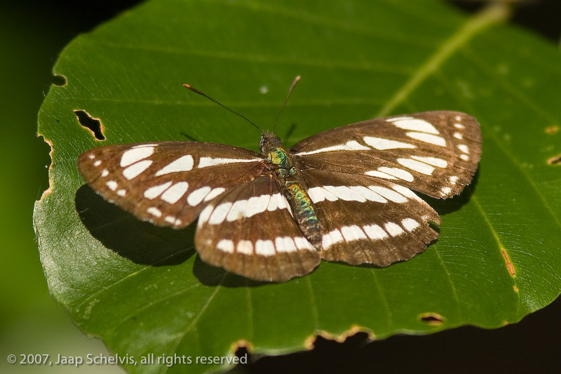 7290 Lathyruszwever - Common Glider - Neptis sappho