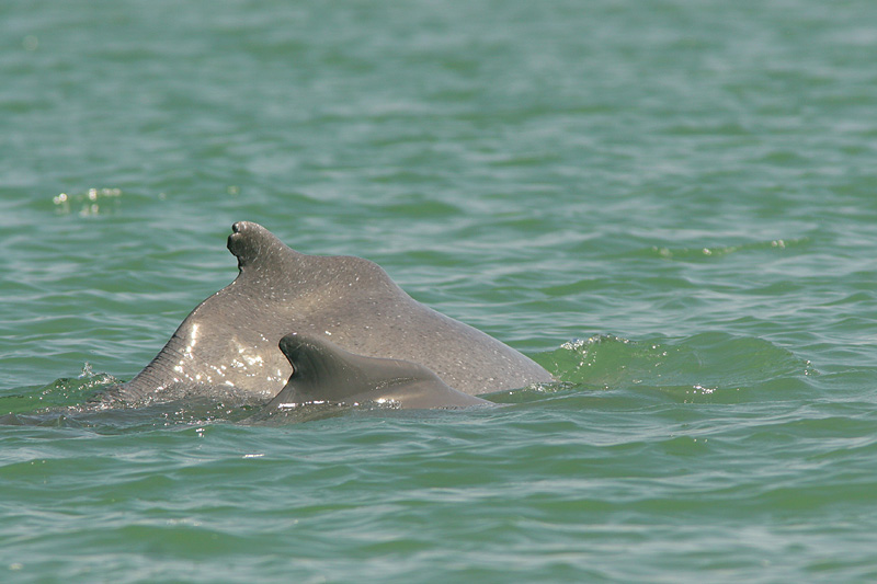 Indo-pacific Humpbacked Dolphin - Sousa chinensis