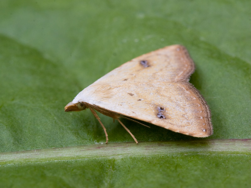 09008 Stro-uiltje - Straw Dot - Rivula sericealis