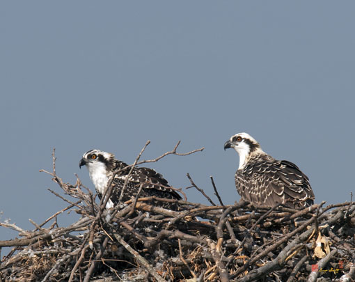 Week Six, Osprey Chicks Just Hanging Out (DRB103)