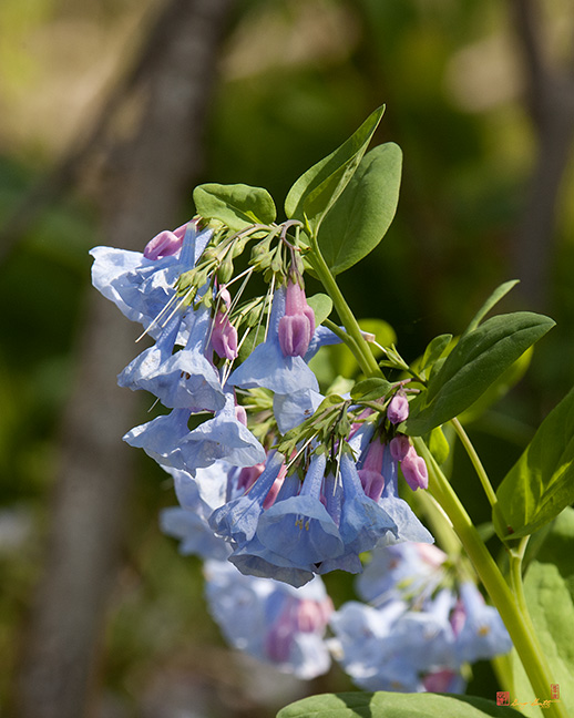 Pink Virginia Bluebells or Virginia Cowslip (DSPF268)