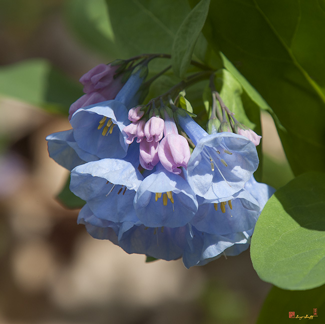 Pink Virginia Bluebells or Virginia Cowslip (DSPF270)
