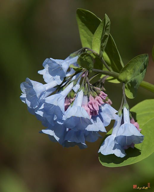 Pink Virginia Bluebells or Virginia Cowslip (DSPF272)