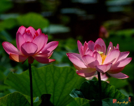 Lotus Pair (24M)