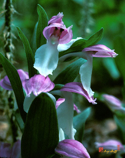 Showy Orchis (1F)