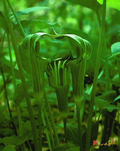 Jack-in-the-Pulpit  Revival Meeting (101A)