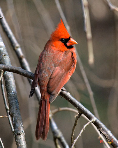 Cardinal on a Cherry Limb (DSB084)