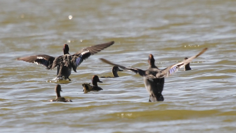 IMG_0285_flight.jpg