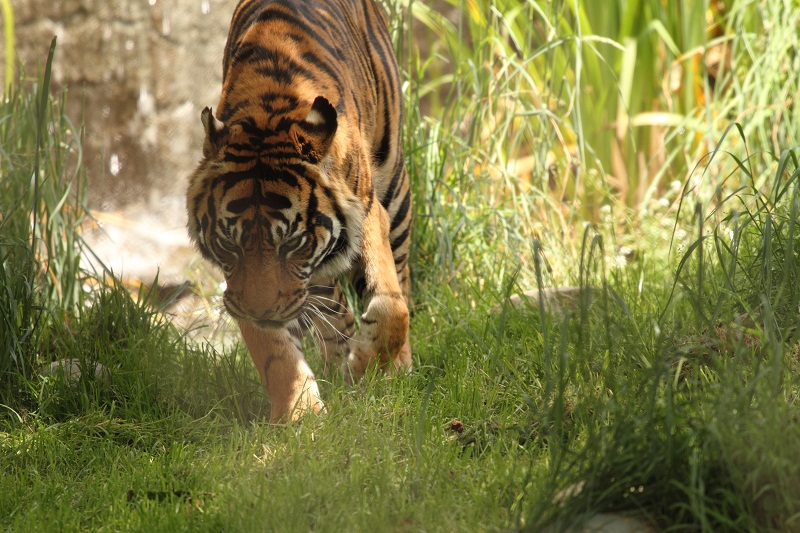 _MG_0747.JPG