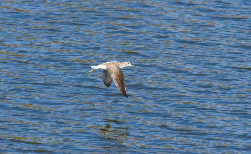 blacktailedgodwit.jpg
