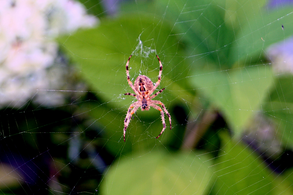 The Itsy Bitsy Spider