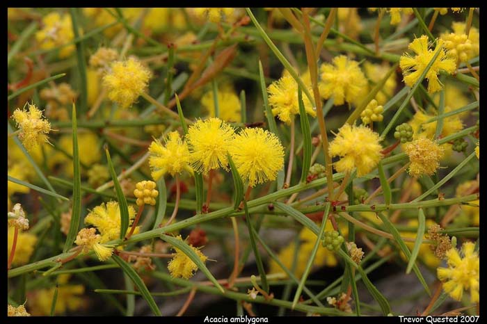 Acacia amblygona.jpg