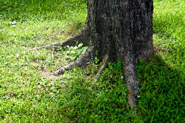 Tree, Roots and Grass - June
