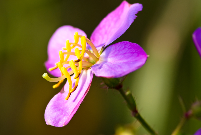 Virginia Meadow Beauty