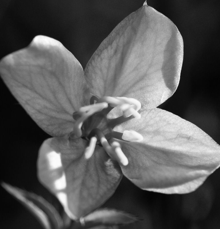 Viirginia Meadow Beauty