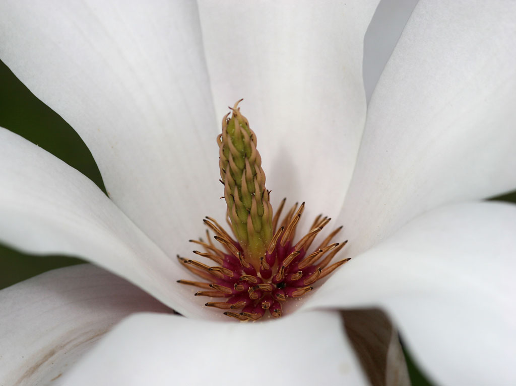Magnolia Flower.