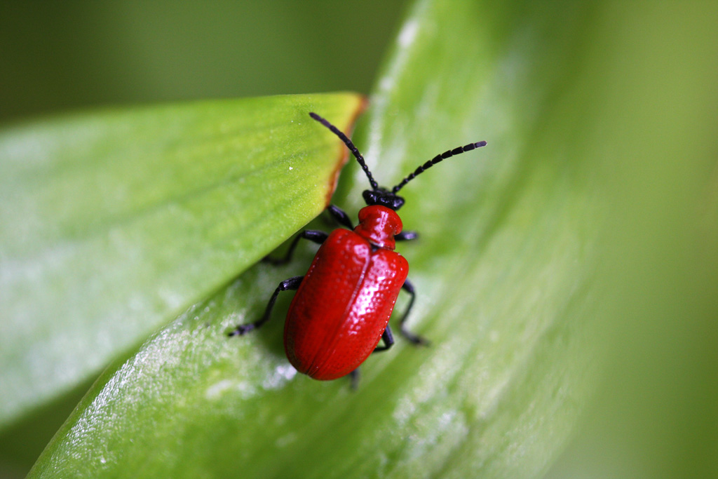 Lily beetle