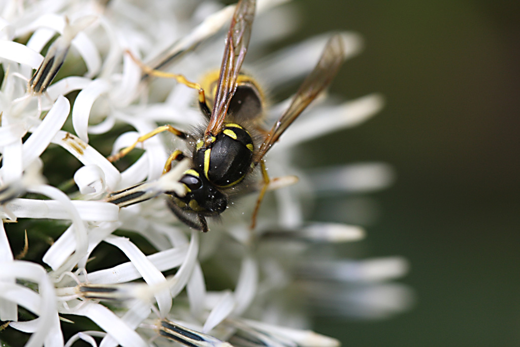 Wasp on globe thistle